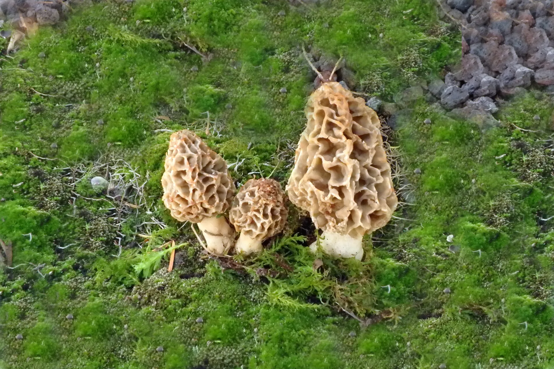 Morchella esculenta - 1